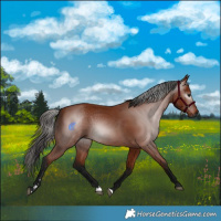 Horse Color:Gray Bay 