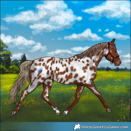 Horse Color:Chestnut Appaloosa 