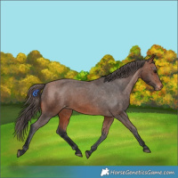 Horse Color:Bay Appaloosa 