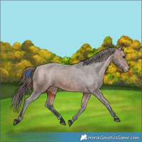Horse Color:Bay Varnish