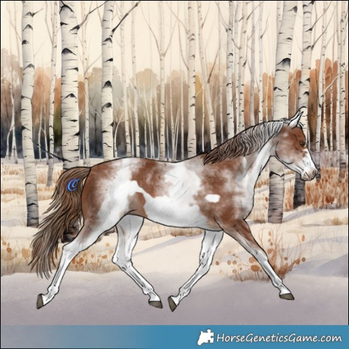 Horse Color:White Spotted Chestnut Frame 