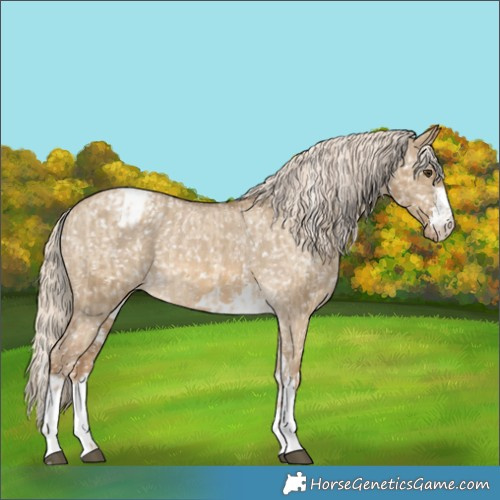 Horse Color:Chocolate Palomino Dun Appaloosa and Chocolate Palomino Dun Appaloosa