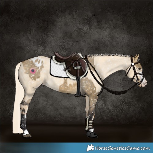 Horse Color:Buckskin Dun Appaloosa  and Gold Cream Champagne Dun Appaloosa 