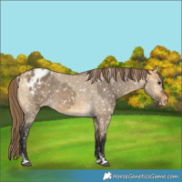 Horse Color:Buckskin Dun Blanket and Buckskin Dun Snowflake Varnish