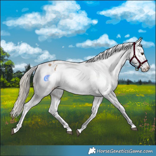 Horse Color:Chocolate Palomino Dun Snowflake Varnish and Chocolate Palomino Dun Splash Snowflake Varnish