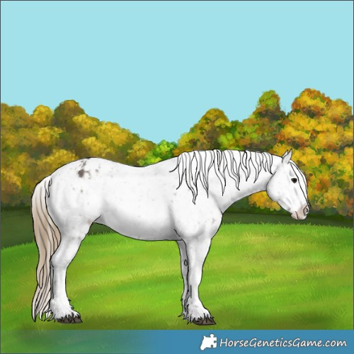Horse Color:Smoky Grullo Snowflake Varnish  and Smoky Grullo Snowflake Varnish 