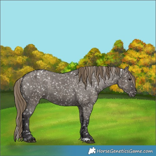 Horse Color:Smoky Grullo Appaloosa and Smoky Grullo Appaloosa