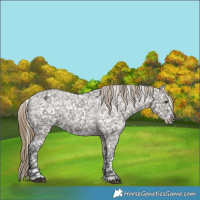Horse Color:Smoky Grullo Appaloosa  and Smoky Grullo Appaloosa 