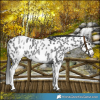 Horse Color:White Spotted Blue Roan Splash Frame Near Leopard