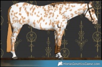 Horse Color:Chestnut Near Leopard 