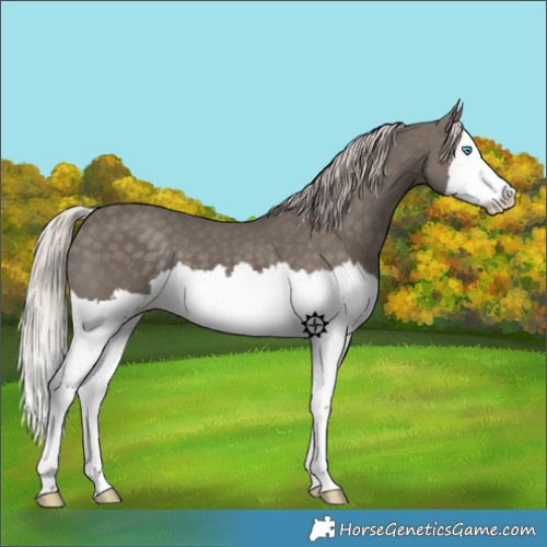Horse Color:Silver Black Splash 