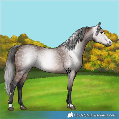 Horse Color:Gray Bay