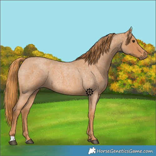 Horse Color:Red Roan 