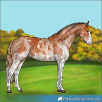 Horse Color:White Spotted Bay Splash  and White Spotted Chestnut Splash 