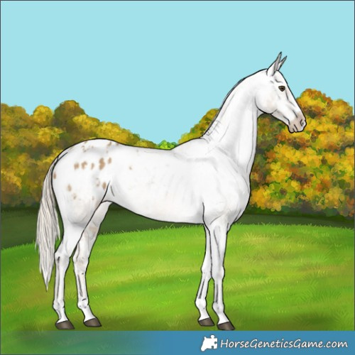 Horse Color:Chocolate Palomino Dun Snowflake Varnish and Chocolate Palomino Dun Varnish