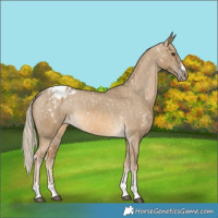 Horse Color:Chocolate Palomino Dun Appaloosa  and Chocolate Palomino Dun Appaloosa 