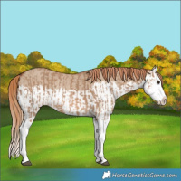 Horse Color:Red Dun Splash  and Red Dun Splash Rabicano 