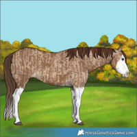 Horse Color:Red Dun Splash  and Gray Red Dun Splash 