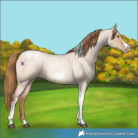 Horse Color:Red Dun Roan Pearl Tobiano Frame 