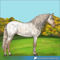 Horse Color:Chocolate Palomino Dun Blanket  and Chocolate Palomino Dun Near Leopard 