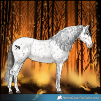 Horse Color:Bay Roan Leopard 