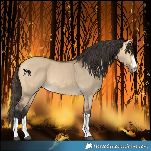 Horse Color:Buckskin Dun 