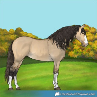 Horse Color:Buckskin Dun 