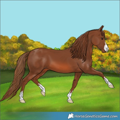 Horse Color:Chestnut 