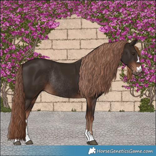 Horse Color:Liver Chestnut Rabicano 