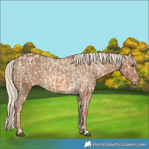 Horse Color:Chocolate Palomino Dun Appaloosa  and Chocolate Palomino Appaloosa 