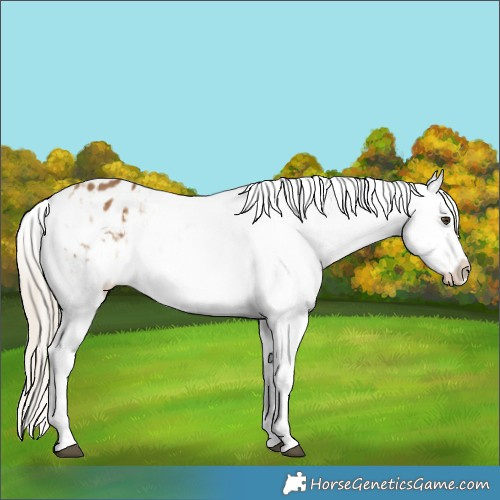 Horse Color:Chocolate Palomino Dun Snowflake Varnish  and Chocolate Palomino Snowflake Varnish 