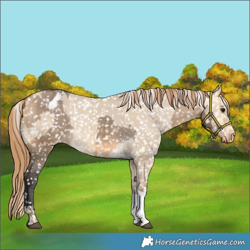 Horse Color:Buckskin Dun Appaloosa  and Sable Cream Champagne Dun Appaloosa 