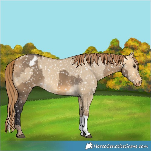 Horse Color:Buckskin Dun Appaloosa  and Sable Cream Champagne Dun Appaloosa 