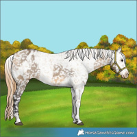 Horse Color:Buckskin Dun Snowflake Varnish and Sable Cream Champagne Dun Snowflake Varnish