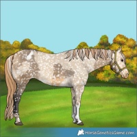 Horse Color:Buckskin Dun Appaloosa  and Sable Cream Champagne Dun Appaloosa 