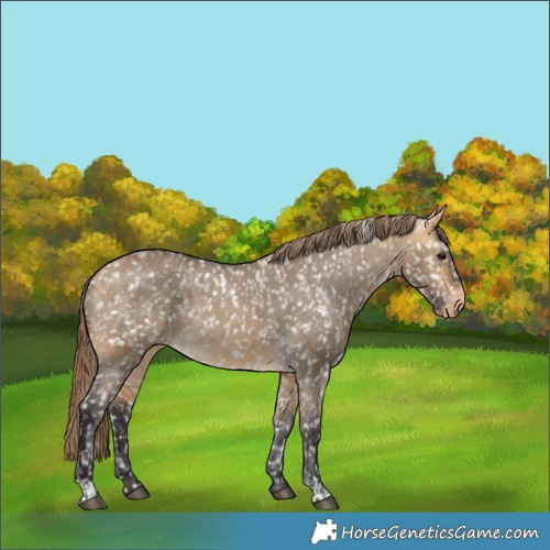 Horse Color:Buckskin Dun Snowflake Varnish and Buckskin Dun Snowflake VarnishRabicano 
