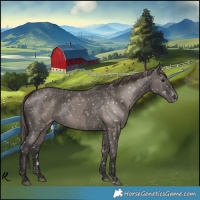 Horse Color:Smoky Grullo Appaloosa  and Smoky Grullo Appaloosa 