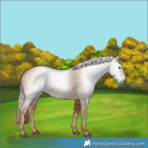 Horse Color:Gray Chestnut 