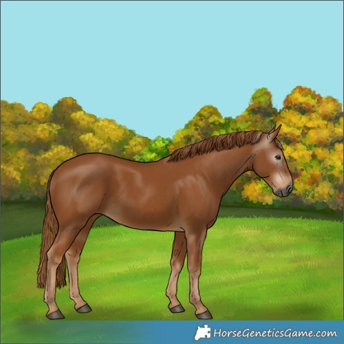 Horse Color:Gray Chestnut 