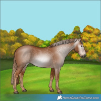 Horse Color:Gray Chestnut 