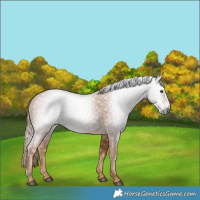 Horse Color:Gray Chestnut