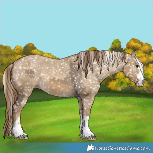 Horse Color:Buckskin Dun Appaloosa  and Chocolate Palomino Dun Appaloosa 