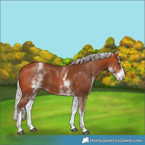 Horse Color:White Spotted Silver Bay Splash 