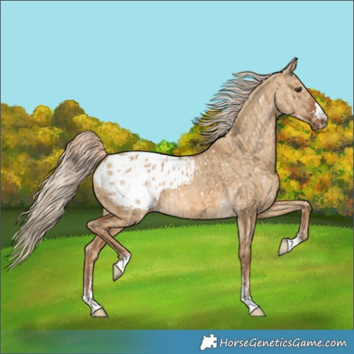 Horse Color:Chocolate Palomino Dun Appaloosa  and Chocolate Palomino Dun Appaloosa 