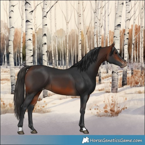 Horse Color:Bay Appaloosa 