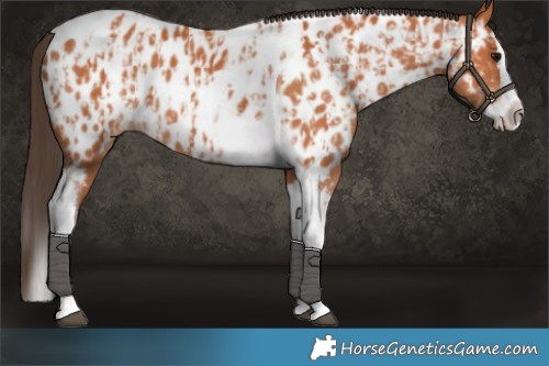 Horse Color:Bay Splash Tobiano Appaloosa  and Bay Splash Tobiano Appaloosa 