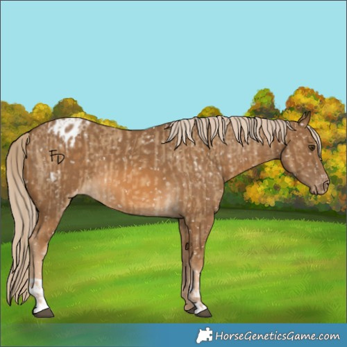 Horse Color:Chocolate Palomino Dun Appaloosa  and Chocolate Palomino Appaloosa 