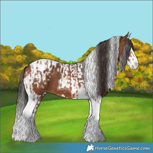 Horse Color:Bay Splash Tobiano Appaloosa  and Bay Splash Tobiano Appaloosa 