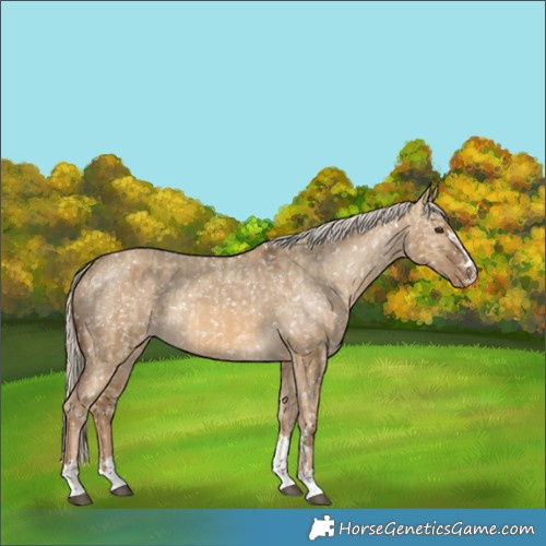 Horse Color:Chocolate Palomino Dun Appaloosa  and Chocolate Palomino Dun Appaloosa 