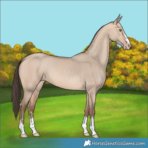 Horse Color:Amber Champagne Dun 